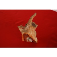 Sampel Kayu Kemuning.pdf