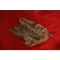 Sampel Kayu Kemuning.pdf